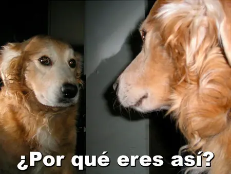 perrito se mira al espejo decepcionado mientras se pregunta "por qué eres así?"